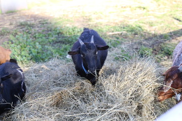 Farm Goat