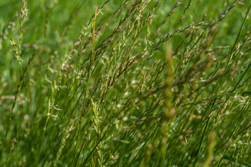 Tall grass blowing in the wind