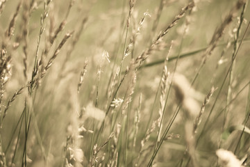 vintage wild grass blowing in the wind