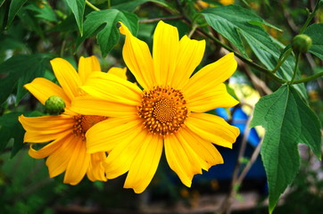 Beauty blossom of nature flower with leaf in the garden.