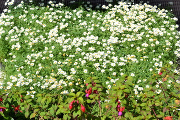 Background flowers and leaf in the garden at morning.