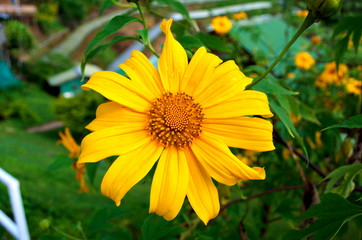 Beauty blossom of nature flower with leaf in the garden.