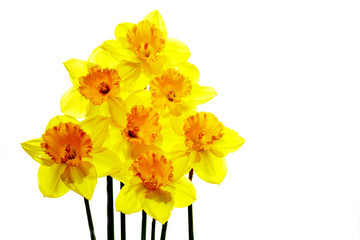 yellow Narcissus on a white background