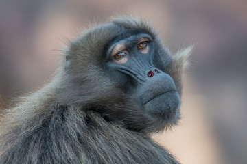 Portrait of sad African baboon in the open reserve