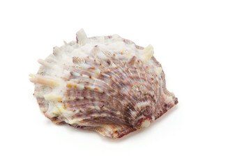shell on white background, clipping part