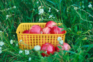 Red fresh organic apples in the basket on the green grass.Outdoor in the garden.