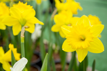 Beautiful yellow narcissus or daffodil flowers. Small DOF. Close-up.