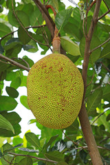 Jackfruits hanging on the tree.