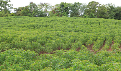 Fototapeta na wymiar Cassava plantation field at thailand.