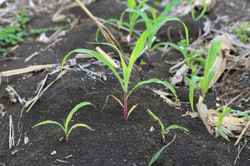 Growing Young Green Corn Seedling Sprouts.