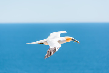 Fototapeta na wymiar Closeup of one isolated white Gannet bird carrying nesting material grass and twigs on Bonaventure Island in Perce, Quebec, Canada by Gaspesie, Gaspe region