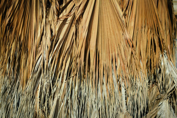 Closeup picture of dry palm leaf natural outdoors background. Environment ecology textured space
