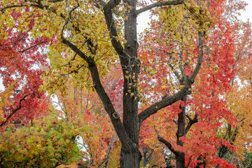 Autumn in the Bay Area. Palo Alto, Santa Clara County, California, USA.