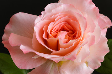 rose flower closeup