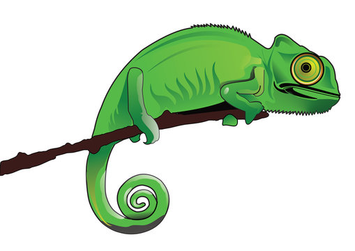 chameleon drawing illustration