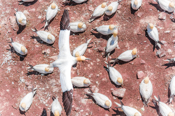 Aerial flat top view of white Gannet bird colony nesting on cliff on Bonaventure Island in Perce, Quebec, Canada by Gaspesie, Gaspe, one morus flying above ground searching for partner mate