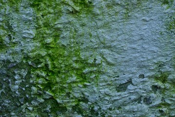 серо зелёный фон из фрагмента бетонной стены здания 