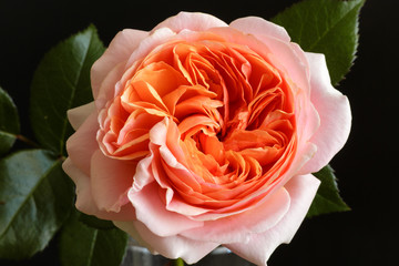 rose flower closeup