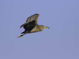 Juvenile Black-crowned Night Heron Flying Against Blue Sky
