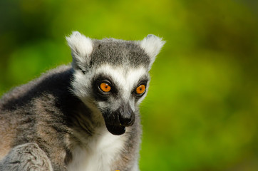 Ring tailed lemur