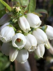 Blueberry Flowers Close Up