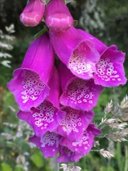 Pink Foxglove Flowers Close Up © Naomi