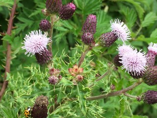 Thistle Flower