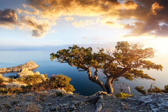Fototapeta Alone tree on the edge of the cliff