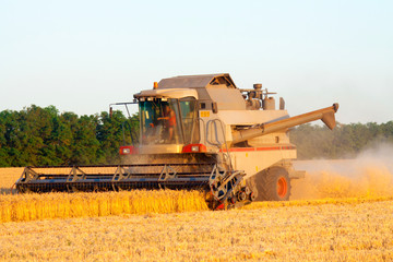Combine machine is harvesting oats on farm field. combine harvester working on a wheat field....