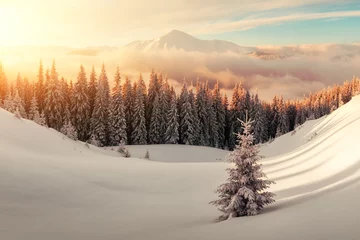 Poster Im Rahmen Dramatic wintry scene with snowy trees. © Ivan Kmit