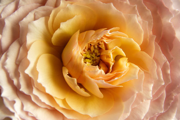 rose flower closeup