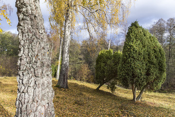 Wooded meadow with birches and juniper
