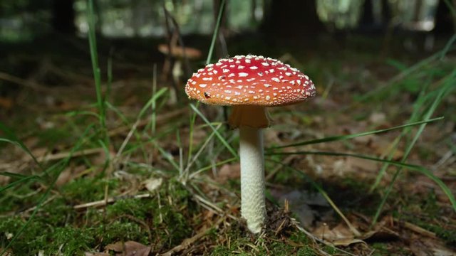 SLOW MOTION CLOSE UP: Beautiful red mushroom amanita muscaria growing deep in autumn woods. Poisonous mushroom fly amanita on mossy forest ground in late fall. Big red moushroom on sunny autumn day.