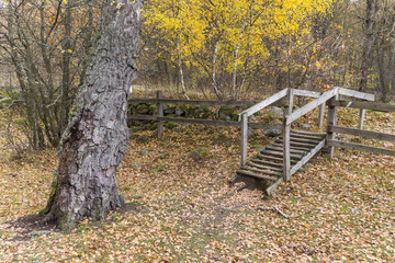 A wooden fence and a small bridge with a birch tree trunk in the first plan and yellow leaves of birches in th background