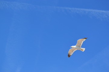 Seagull flies free in the sky
