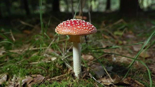 SLOW MOTION CLOSE UP: Big red poisonous mushroom amantia muscaria growing on a mossy ground in autumn. Deadly mushroom in a quiet autumn forest. Beautiful coral fungi sprouting on fertile forest soil