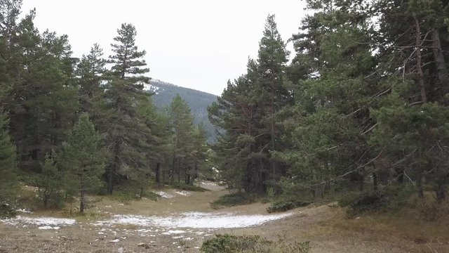 northern forest in winter with rock stacking 