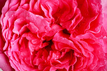 rose flower closeup