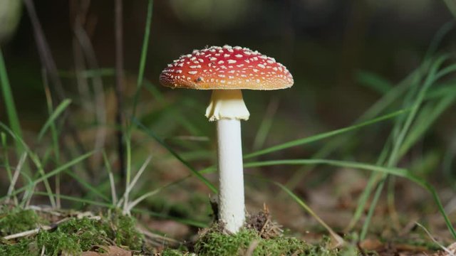 SLOW MOTION CLOSE UP: Beautiful red mushroom amanita muscaria growing deep in autumn woods. Poisonous mushroom fly amanita on mossy forest ground in late fall. Big red mushroom on sunny autumn day.
