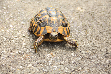 tortoise crawling on the paved road