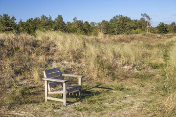 A lonely bench on a beach with a pine forest in teh background