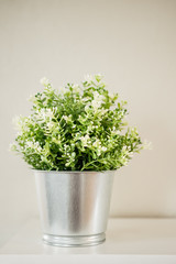 Simple interior plant in silver pot on clean background