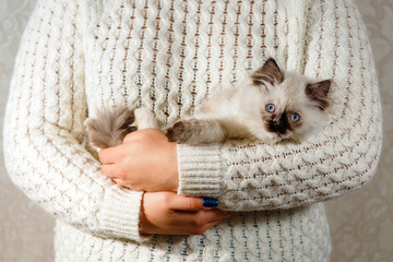 the kitten in the girl's hands