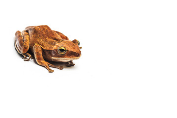 frog isolated on white background