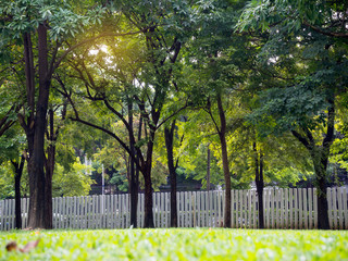 Trees with green foliage backlit near the fence.