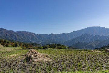 Beautiful panoramic view of havested agriculture rice field with mountains in the background in bright day light starting of Autumn in Nagano, central Japan