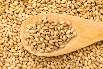 Barley cereal grain. Grains in wooden spoon. Close up.