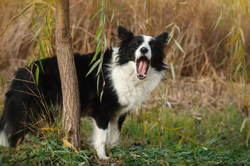 funny border collie dog walk in park