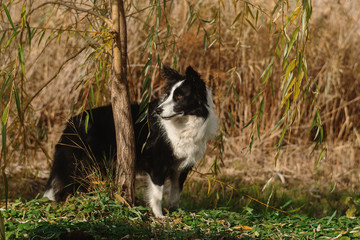 Obraz premium funny border collie dog walk in park