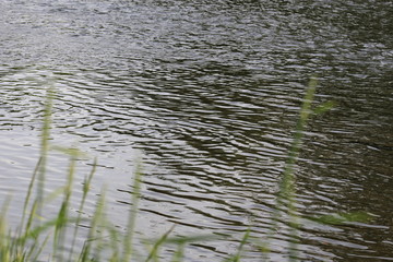 Water's Surface